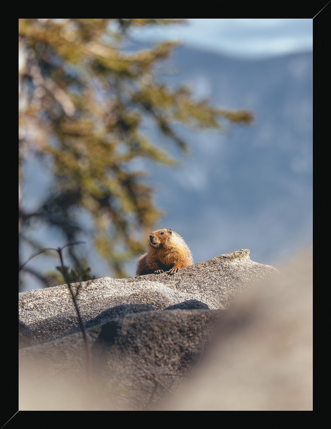 Marmot, Fine Art Print, Black Wood Frame