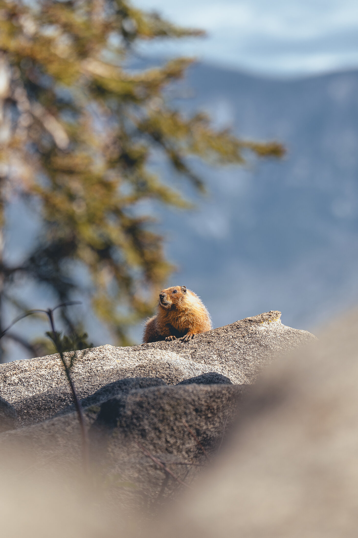 Marmot, Fine Art Print, Unframed